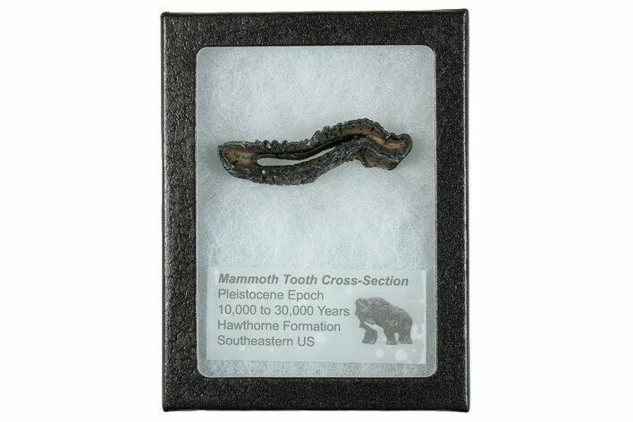 Mammoth Molar Slice With Case - South Carolina #291184